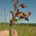 schoenoplectus acutus wikipedia shqip tv3