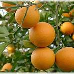 dreiblättrige orange wie man anpflanzt1