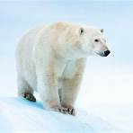 polar bear information2