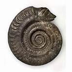 Is Ammonite a biopic or a history lesson?3