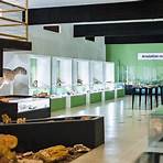 museu de ossos de dinossauro em.sp4