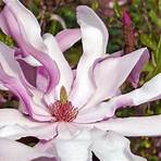 magnolienarten1