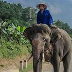 elefanten in vietnam2