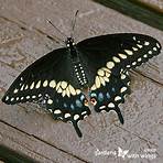 Black Butterflies1