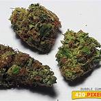 bubblegum cannabis4