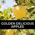 What is a Golden Delicious apple?2