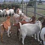 rafun goats commercial1