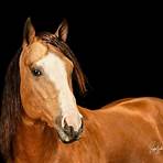 french empire stallion show1