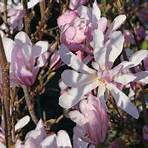 magnolia stellata rosea2
