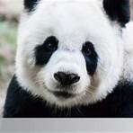 Apakah Panda termasuk hewan langka?1