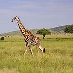 interesting facts for kids about giraffes4