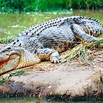 Crocodile1
