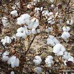 carolyn duke cotton farm in ohio3