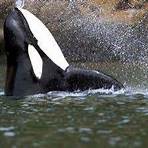 Will Free Willy whale go back to wild?4
