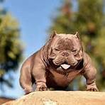 can you make exotic bullies with different dog breeds pictures4