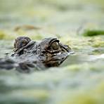 How big do alligators get?4