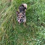 blue cross dog rescue oxfordshire2