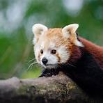 red panda images4