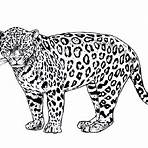 jaguar méxico colorear3