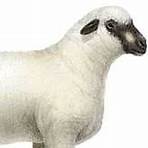 Sheep Arca1