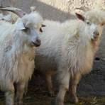 goat breeds list2