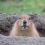 Groundhogs3