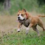 staffordshire bull terrier puppy3
