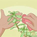 jade plant wikipedia3