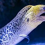 eels fish1