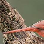 what does a cardinal symbolize in north carolina lottery3