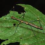 order phasmatodea families from different4