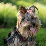 yorkshire terrier wesen2