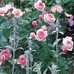 alte englische rosensorten1