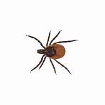 do seed ticks carry diseases identification4