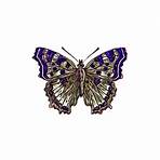 Purple Butterfly1