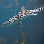 What is a La Jolla leopard shark?3