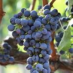 valeri bure winery4