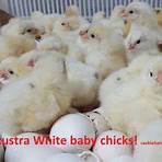 white chicks online4