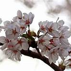 high park cherry blossom4