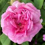 Are Damask roses good for irritated skin?4