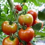 What is a golden Indeterminate tomato?3