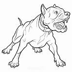 cachorro pitbull desenho2