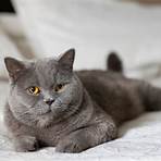 what is a gray cat called2