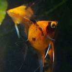 angelfish for sale1