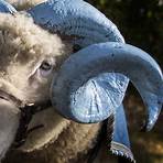 Rameses (mascot) wikipedia2