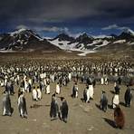Ein Pinguin kommt selten allein Film3