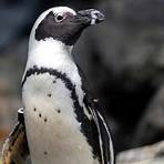 monterey bay aquarium live cam penguin1