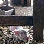 Schweinchen Wilbur und seine Freunde Film4