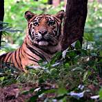 bengal tiger pictures free2