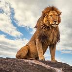 african lion pictures2